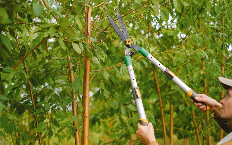 Tree trimming in Sparr, FL
